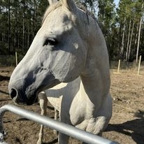 HorseID: 2273468 Daddys Pure Platinum - PhotoID: 1045686