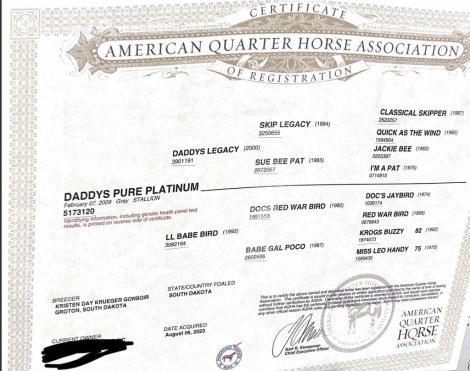 HorseID: 2273468 Daddys Pure Platinum - PhotoID: 1045687