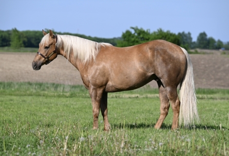 HorseID: 2273536 Duke 🔥 Chocolate(ing) Palomino Ranch Gelding! - PhotoID: 1045672