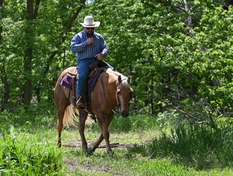 HorseID: 2273536 Duke 🔥 Chocolate(ing) Palomino Ranch Gelding! - PhotoID: 1045673