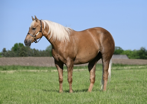 HorseID: 2273536 Duke 🔥 Chocolate(ing) Palomino Ranch Gelding! - PhotoID: 1045674