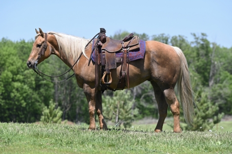 HorseID: 2273536 Duke 🔥 Chocolate(ing) Palomino Ranch Gelding! - PhotoID: 1045675