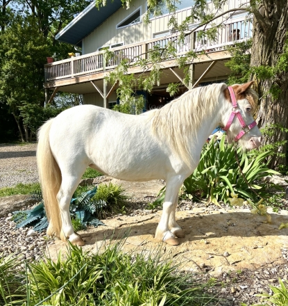 HorseID: 2273671 Miss Bobby Bouche' - PhotoID: 1045949