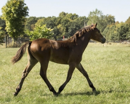 HorseID: 2273707 Danny's Irish Rose - PhotoID: 1045978