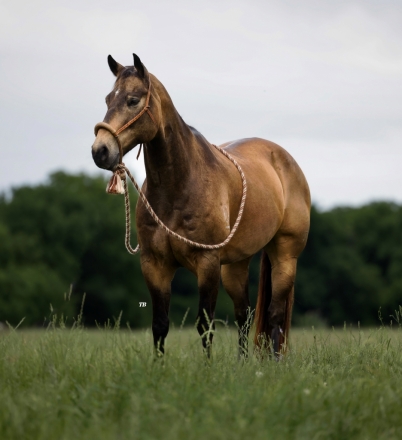 HorseID: 2273717 PAC-MAN - PhotoID: 1045985