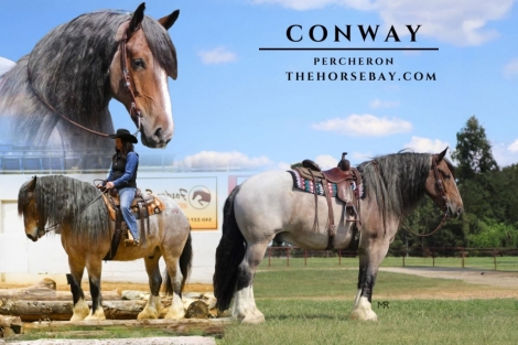 HorseID: 2273934 Conway - PhotoID: 1046226