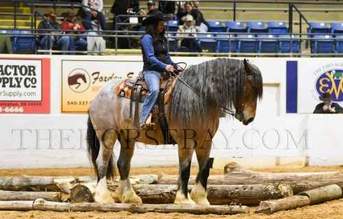 HorseID: 2273934 Conway - PhotoID: 1046227