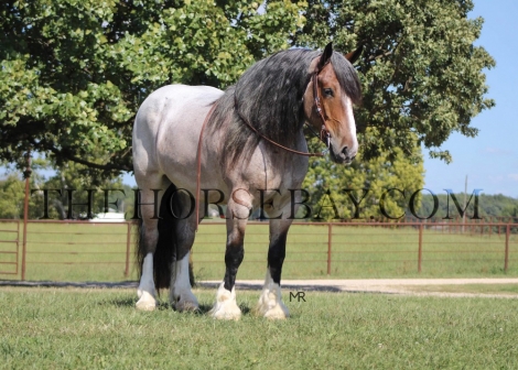 HorseID: 2273934 Conway - PhotoID: 1046229