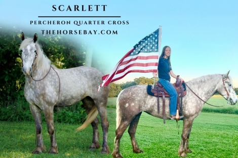 HorseID: 2273951 Scarlett - PhotoID: 1046248