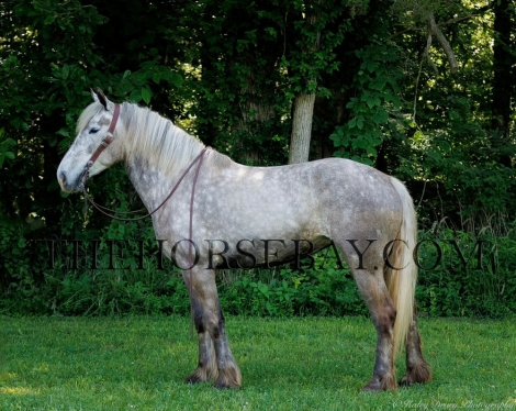 HorseID: 2273951 Scarlett - PhotoID: 1046249
