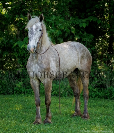 HorseID: 2273951 Scarlett - PhotoID: 1046251