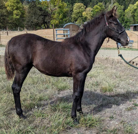 HorseID: 2281147 Tenmile's Ante Up - PhotoID: 1073032