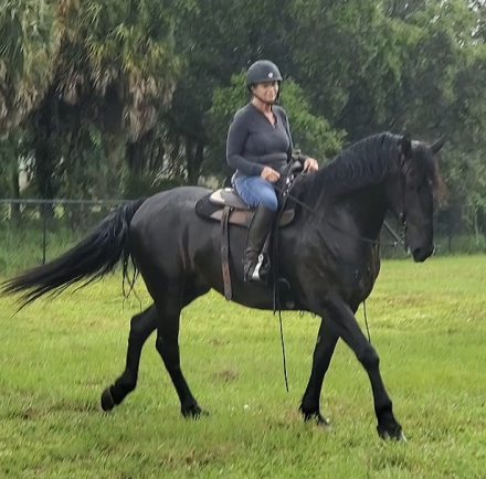 HorseID: 2288062 Remington Chayce - PhotoID: 1065401