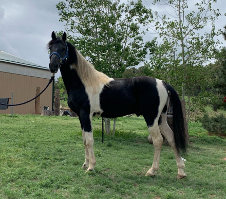 HorseID: 2199037 Williams April Storm - PhotoID: 1046553