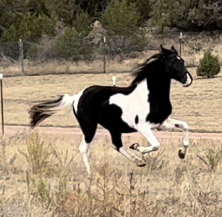 HorseID: 2199037 Williams April Storm - PhotoID: 1046555