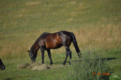 HorseID: 2210247 CS Driftin Bronsin - PhotoID: 965157