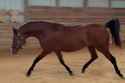 HorseID: 2231457 From C to Shining C  2022 Filly Sport Prospect - PhotoID: 1061669