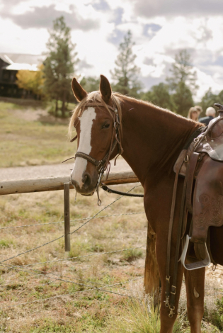 HorseID: 2245591 Ruby Red Lipstick - PhotoID: 1062407