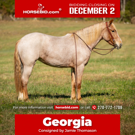 HorseID: 2246726 Georgia - PhotoID: 1045893