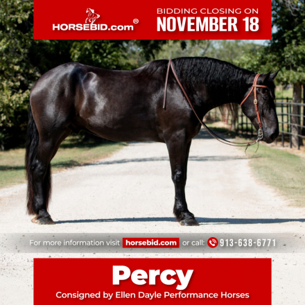 HorseID: 2247444 Percy - PhotoID: 1042253