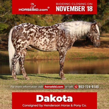 HorseID: 2247445 Dakota - PhotoID: 1042257