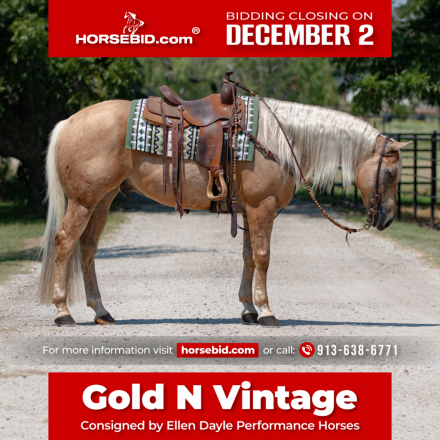 HorseID: 2247448 Gold N Vintage - PhotoID: 1033514