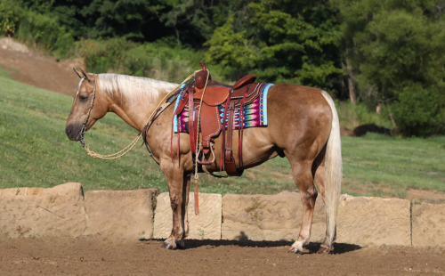 HorseID: 2247450 Cowboy - PhotoID: 1033507