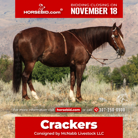 HorseID: 2247457 Metal Firecracker - PhotoID: 1042237