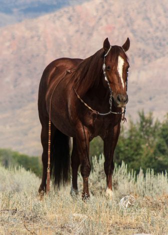 HorseID: 2247457 Metal Firecracker - PhotoID: 1045875