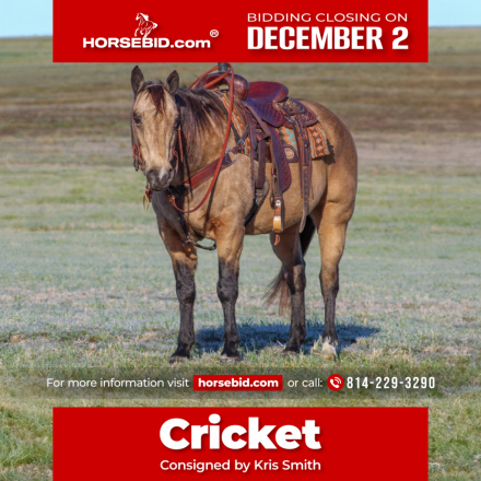 HorseID: 2249906 Cricket - PhotoID: 1033498