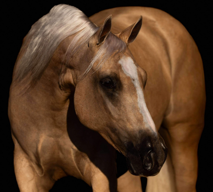 HorseID: 2249907 GQ Quick Full Back - PhotoID: 1045911