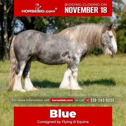 HorseID: 2249908 Prince Blue Boy - PhotoID: 1028770