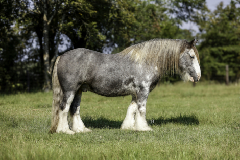 HorseID: 2249908 Prince Blue Boy - PhotoID: 1045877