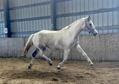 HorseID: 2252679 Zephyr - PhotoID: 1047267