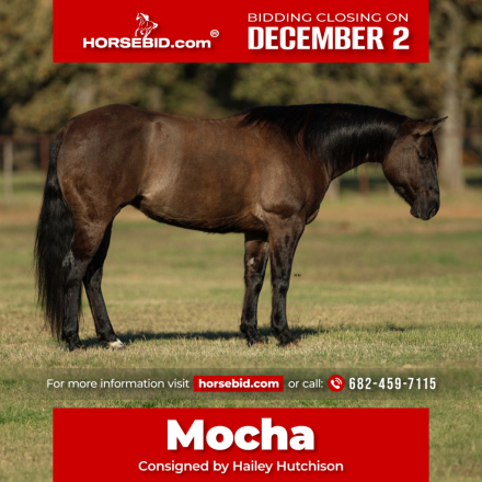 HorseID: 2253893 Mocha - PhotoID: 1029661