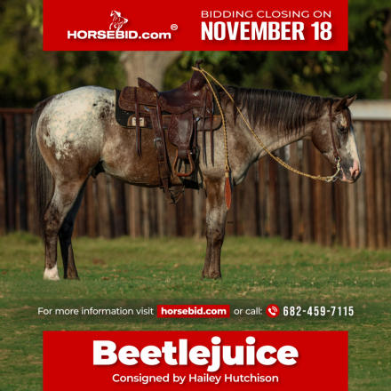 HorseID: 2253894 Beetlejuice - PhotoID: 1042229