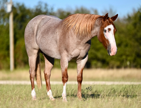 HorseID: 2253895 Short and Shiney - PhotoID: 1045912