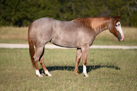 HorseID: 2253895 Short and Shiney - PhotoID: 1045913