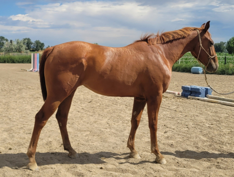 HorseID: 2260643 His Unchained Melody - PhotoID: 1087885