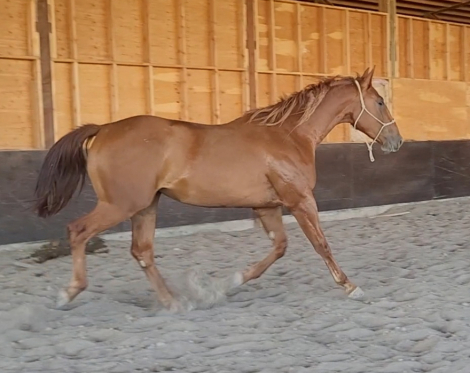 HorseID: 2260643 His Unchained Melody - PhotoID: 1089654