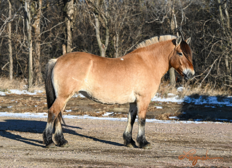 HorseID: 2260688 Fiona - PhotoID: 1042244