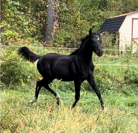 HorseID: 2261327 Klair de Lune - PhotoID: 1062871