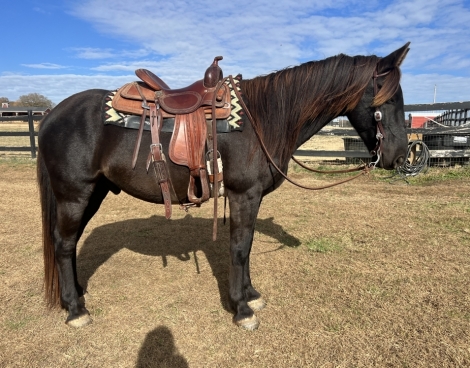 Anakin, Black Friesian Cross Gelding, Friesian Quarter horse cross in ...