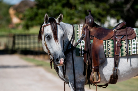 HorseID: 2265020 Whippets Black Jack - PhotoID: 1042262