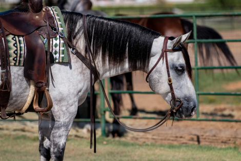 HorseID: 2265020 Whippets Black Jack - PhotoID: 1042263