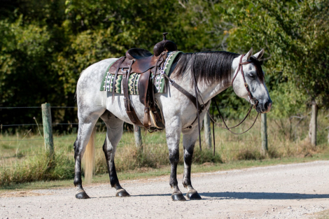 HorseID: 2265020 Whippets Black Jack - PhotoID: 1042264