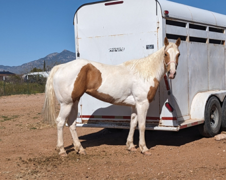 HorseID: 2265926 Lotsa Little Bolts - PhotoID: 1061572