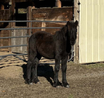 HorseID: 2267272 Fiddlehead Balder Borealis - PhotoID: 1037262