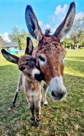 HorseID: 2270228 Quality Family Pets Miniature Equine - PhotoID: 1061114