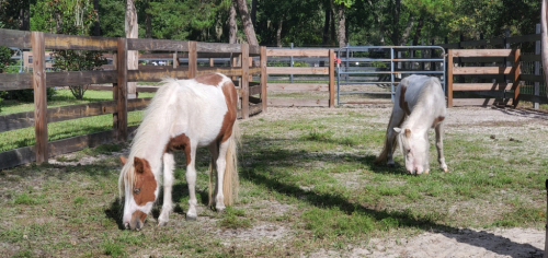 HorseID: 2270228 Quality Family Pets Miniature Equine - PhotoID: 1061118